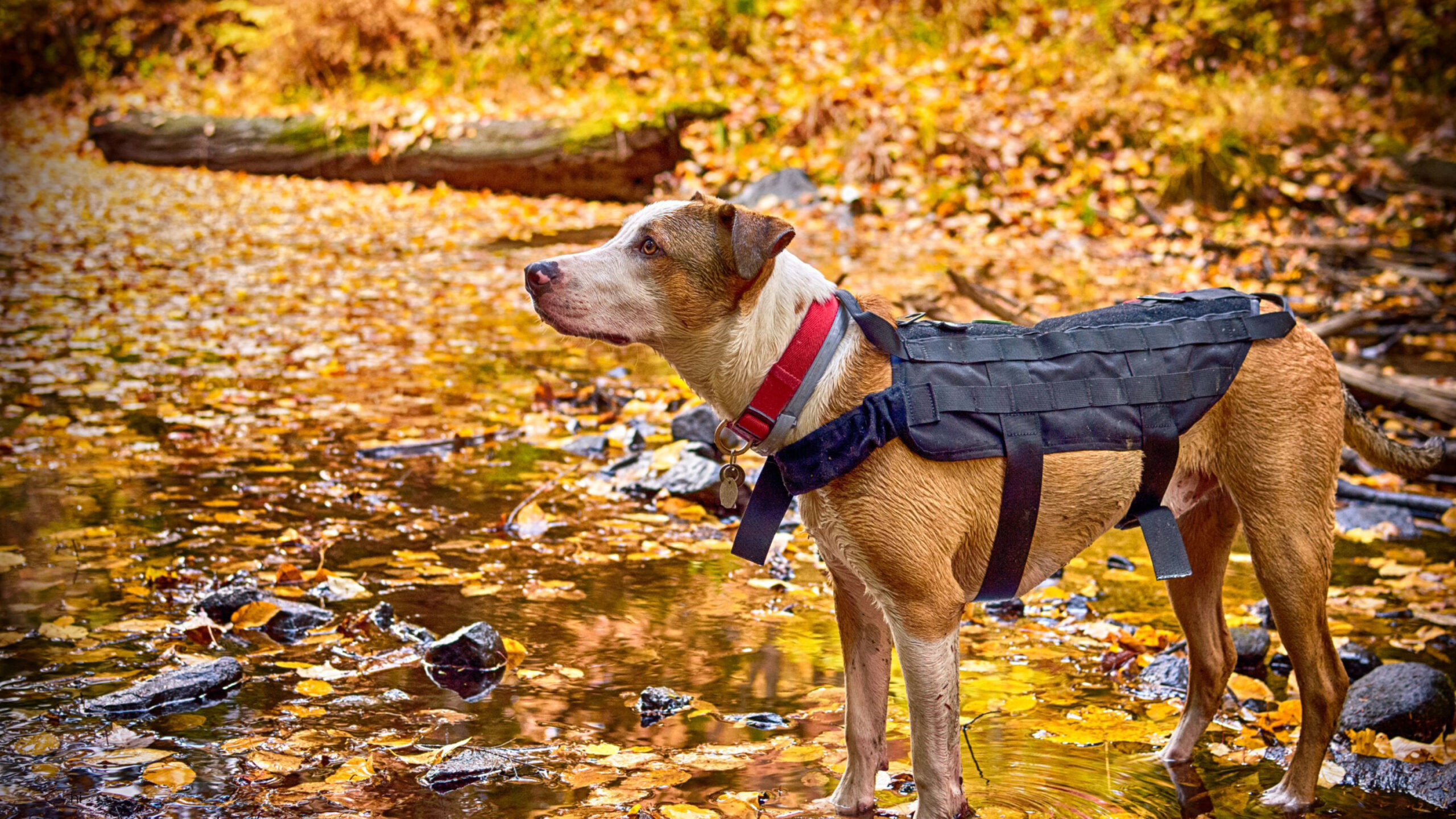 Best Fall Hikes in the Berkshires