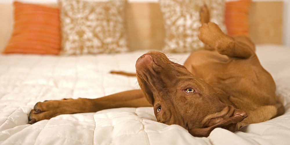 A brown dog lying upside down on a white bedspread in a pet-friendly motel in the Berkshires, playfully looking at the camera.