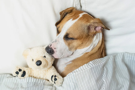 The Convenience of Our Motel When It Comes to Your Pet