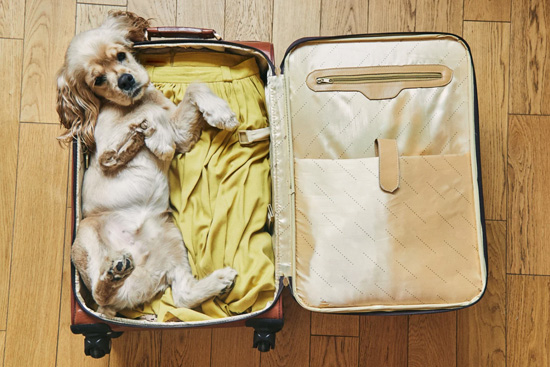 Benefits of Traveling With Your Pet During The Holidays