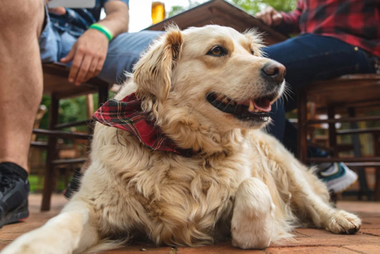 5 Outdoor Areas to Bring Your Pet in Great Barrington