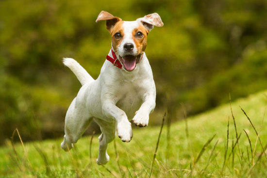 Tips For Keeping Your Pet Safe While Hiking in Great Barrington, MA