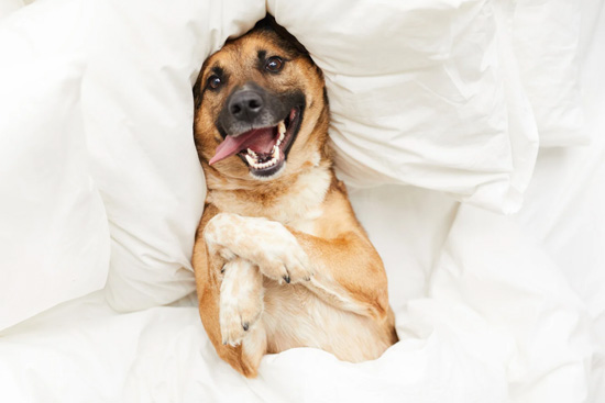 Why You Should Stay in a Pet-Friendly Motel