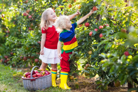 Berkshires Apple Orchards Perfect for Apple Picking